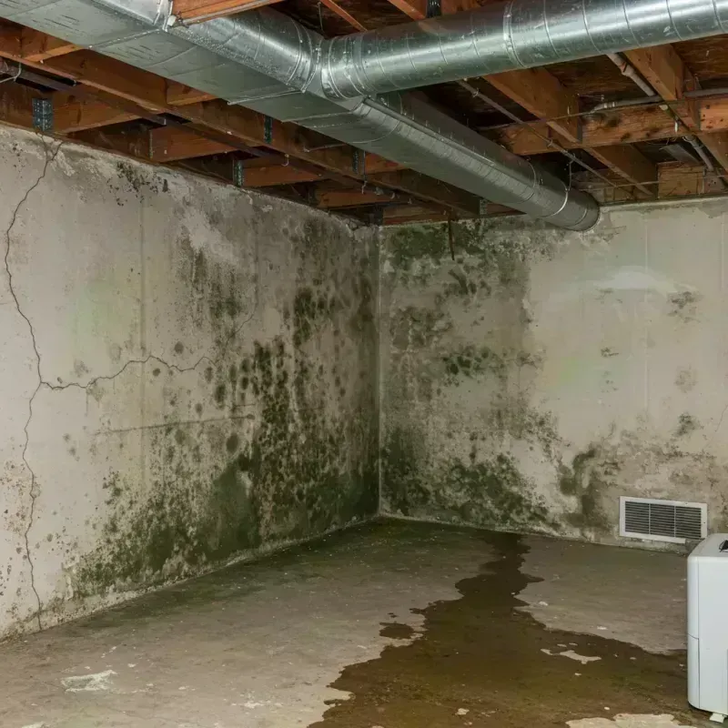 Professional Mold Removal in Hennepin, IL